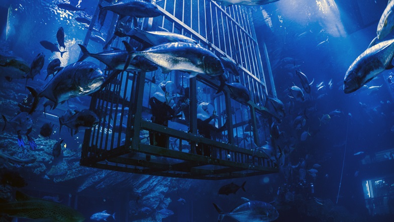 dubai-aquarium---shark-walker