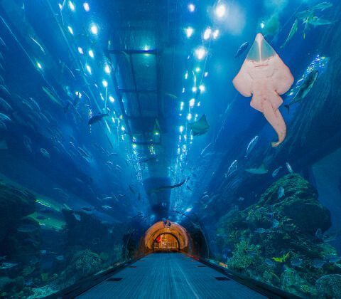 Экономия энергии в Dubai Aquarium