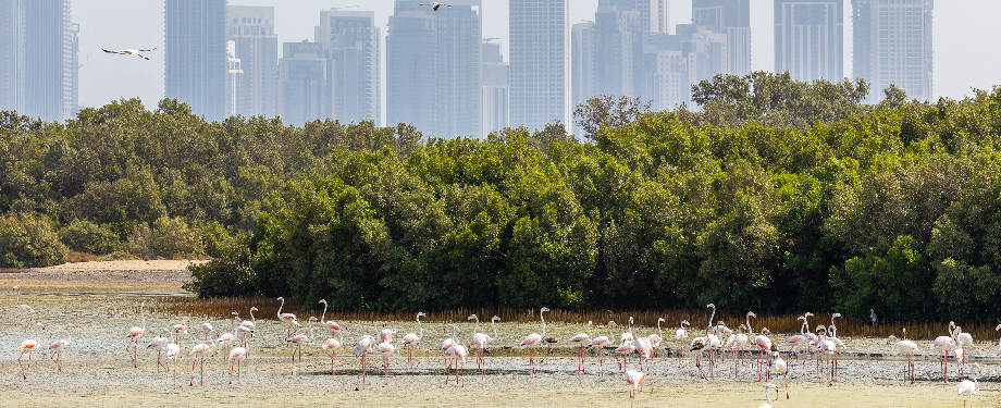 Emaar Hospitality’s Commitment to Mangrove Conservation